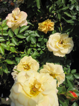 Preview: Kletterrose Zorba2
